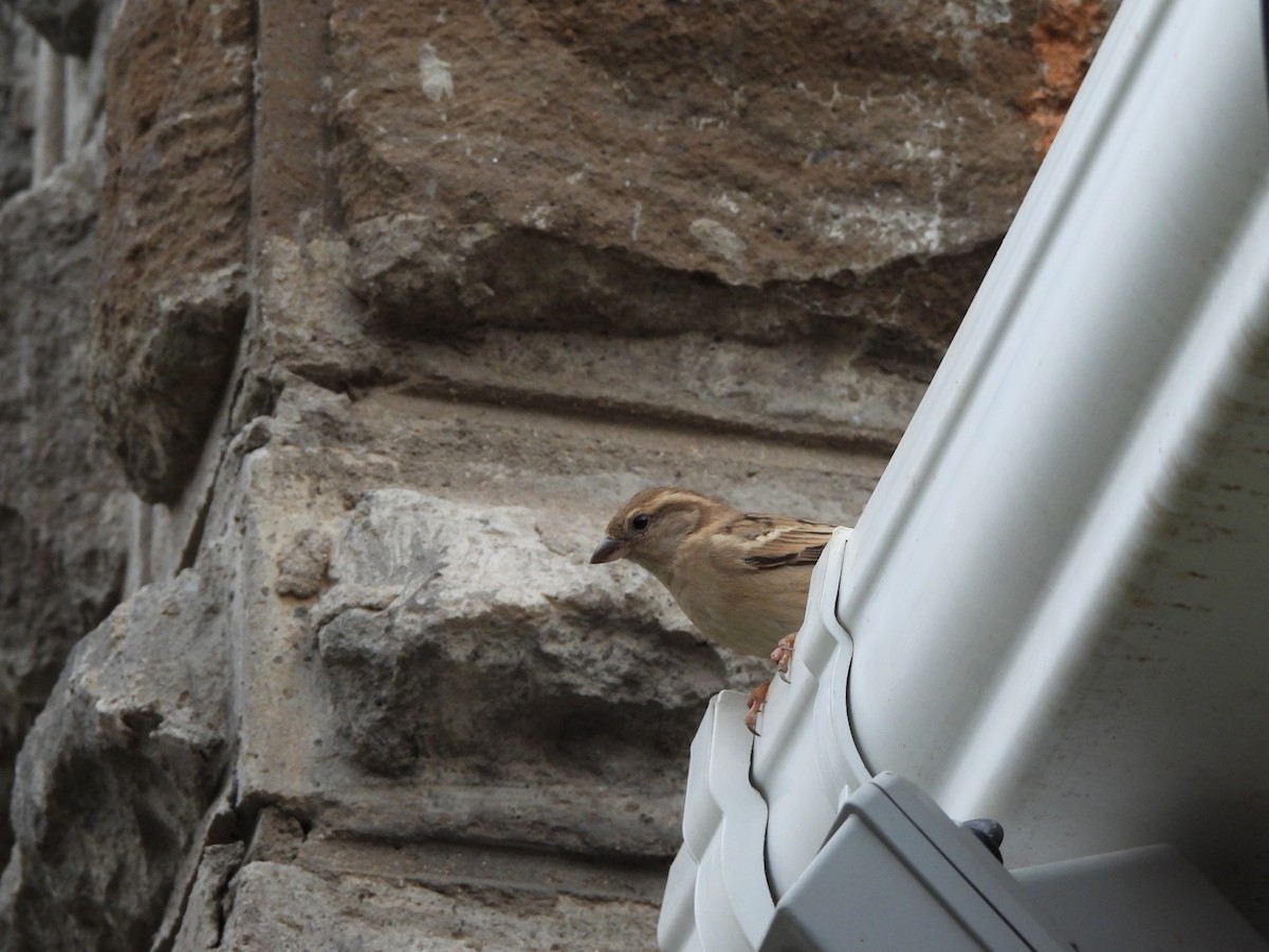 Streaky Seedeater - ML613805436