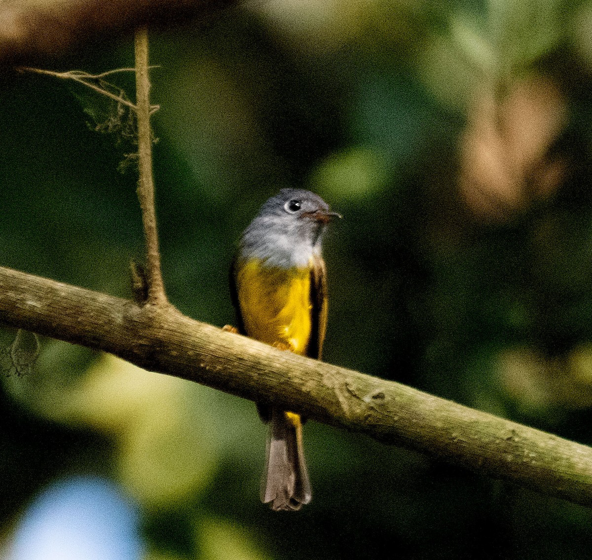 Gray-headed Canary-Flycatcher - Alok Jaimal