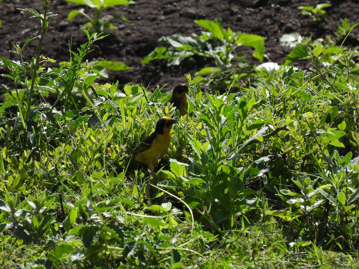Baglafecht Weaver - ML613805652