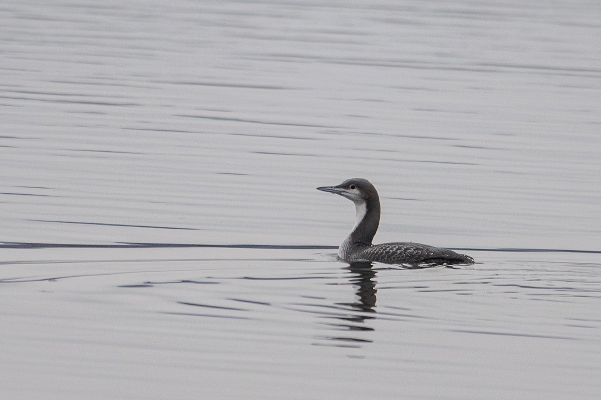 Pacific Loon - ML613805676