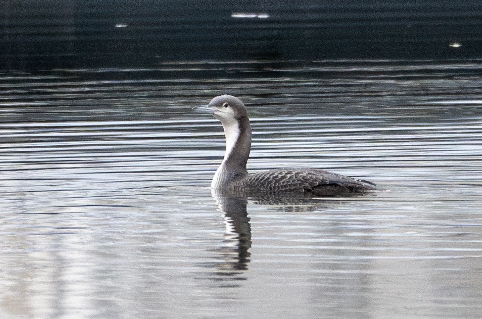 Pacific Loon - ML613805681