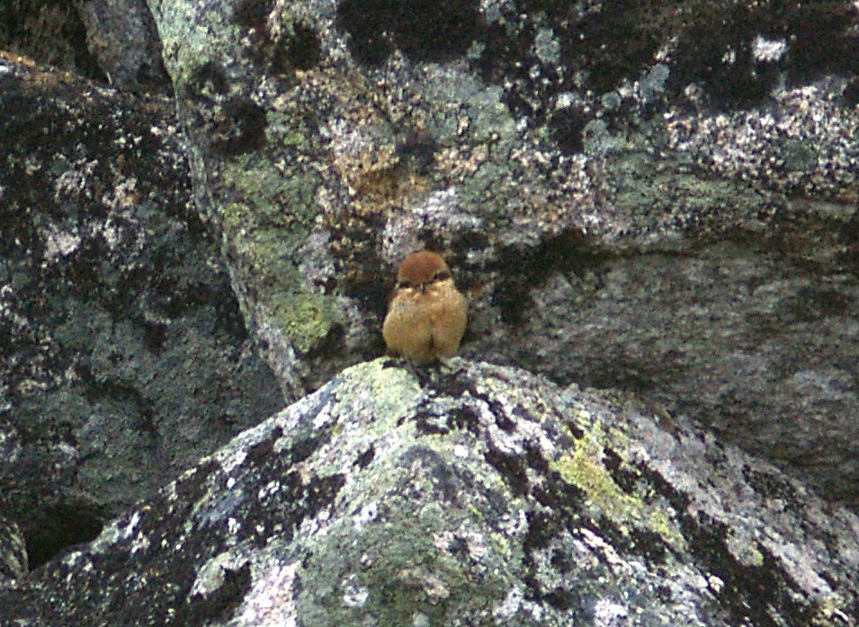 Brown Shrike - ML613805709