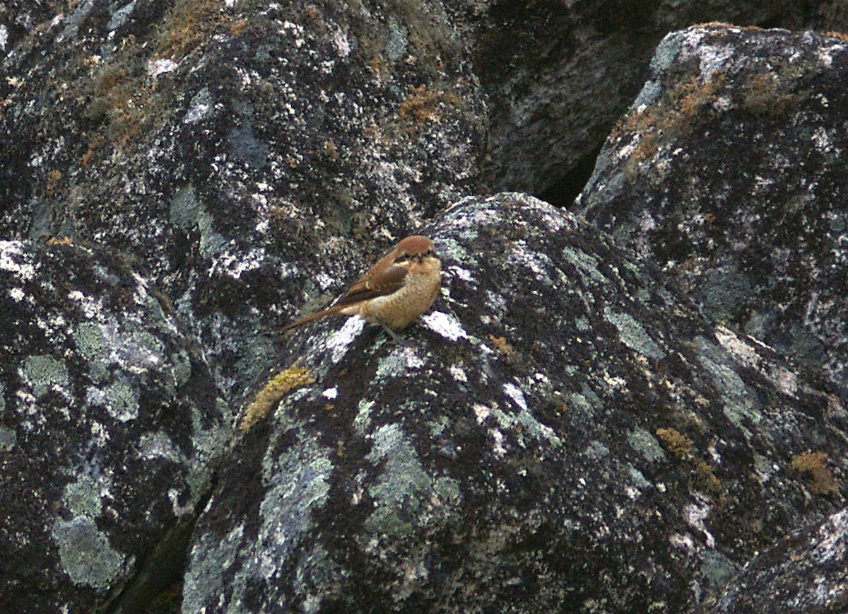 Pie-grièche brune - ML613805711