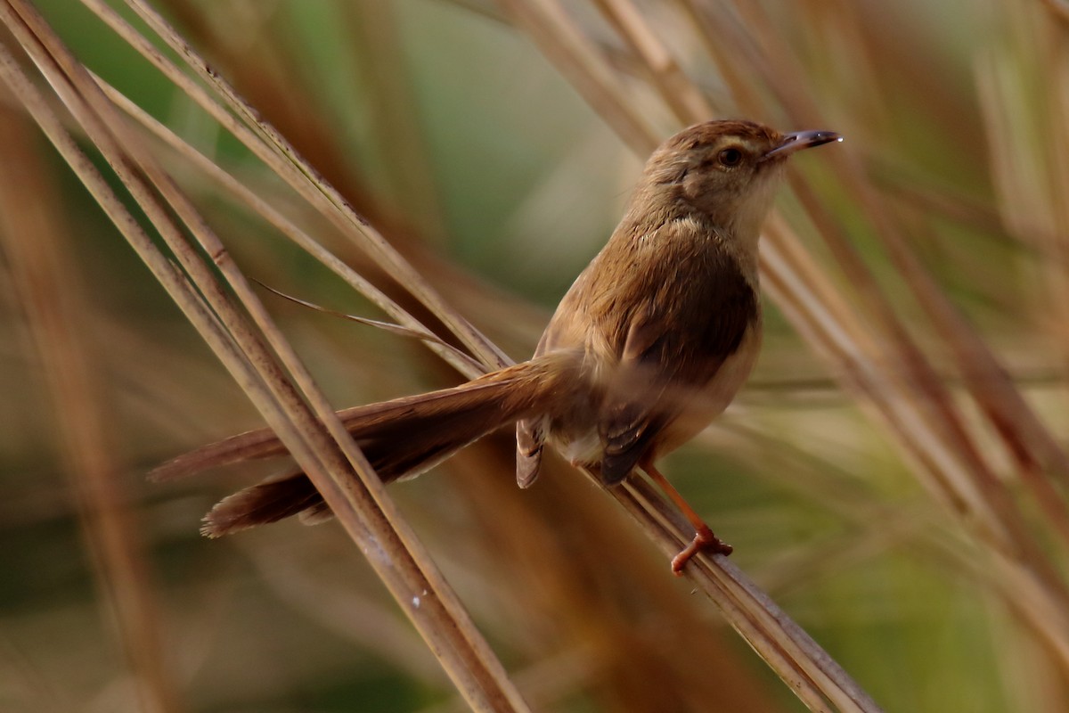 Plain Prinia - Anshuman Sarkar