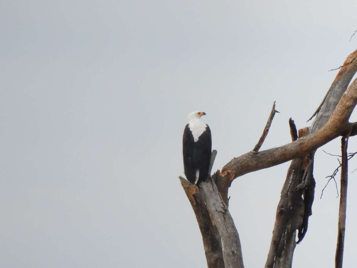 African Fish-Eagle - ML613805717