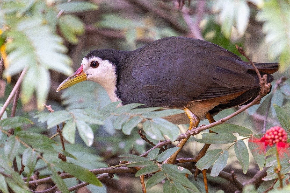 White-breasted Waterhen - ML613805726