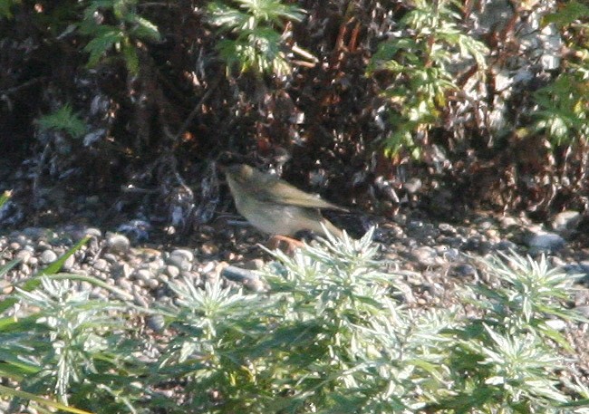 Willow Warbler - ML613805736