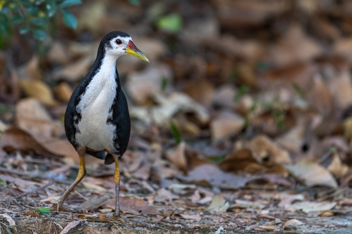 White-breasted Waterhen - ML613805743