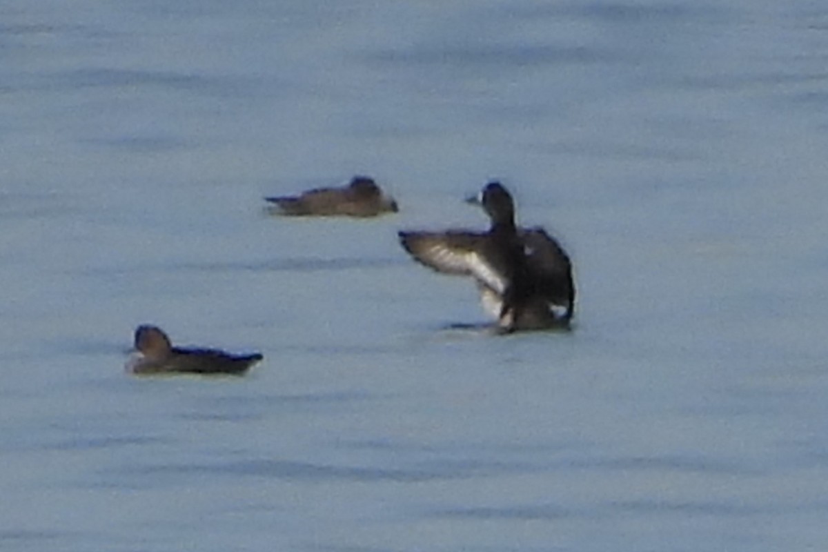 Greater Scaup - ML613805747