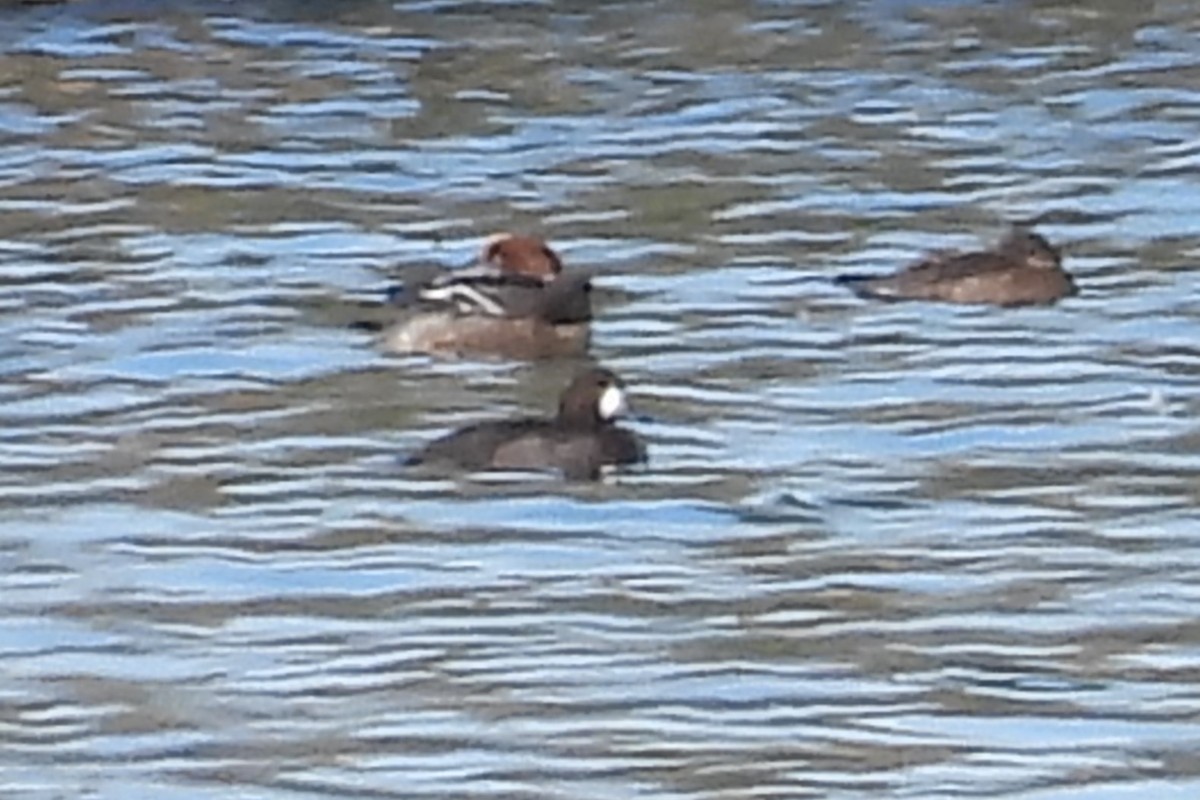 Greater Scaup - ML613805748