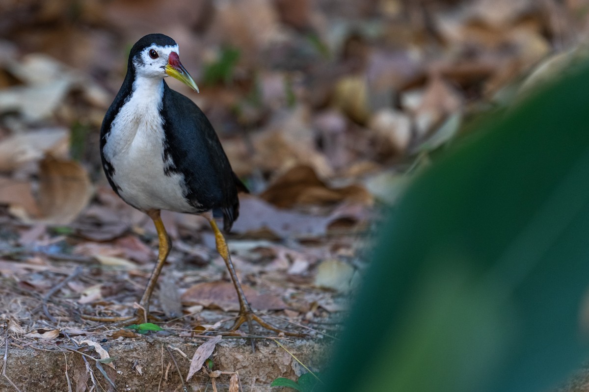 White-breasted Waterhen - ML613805753