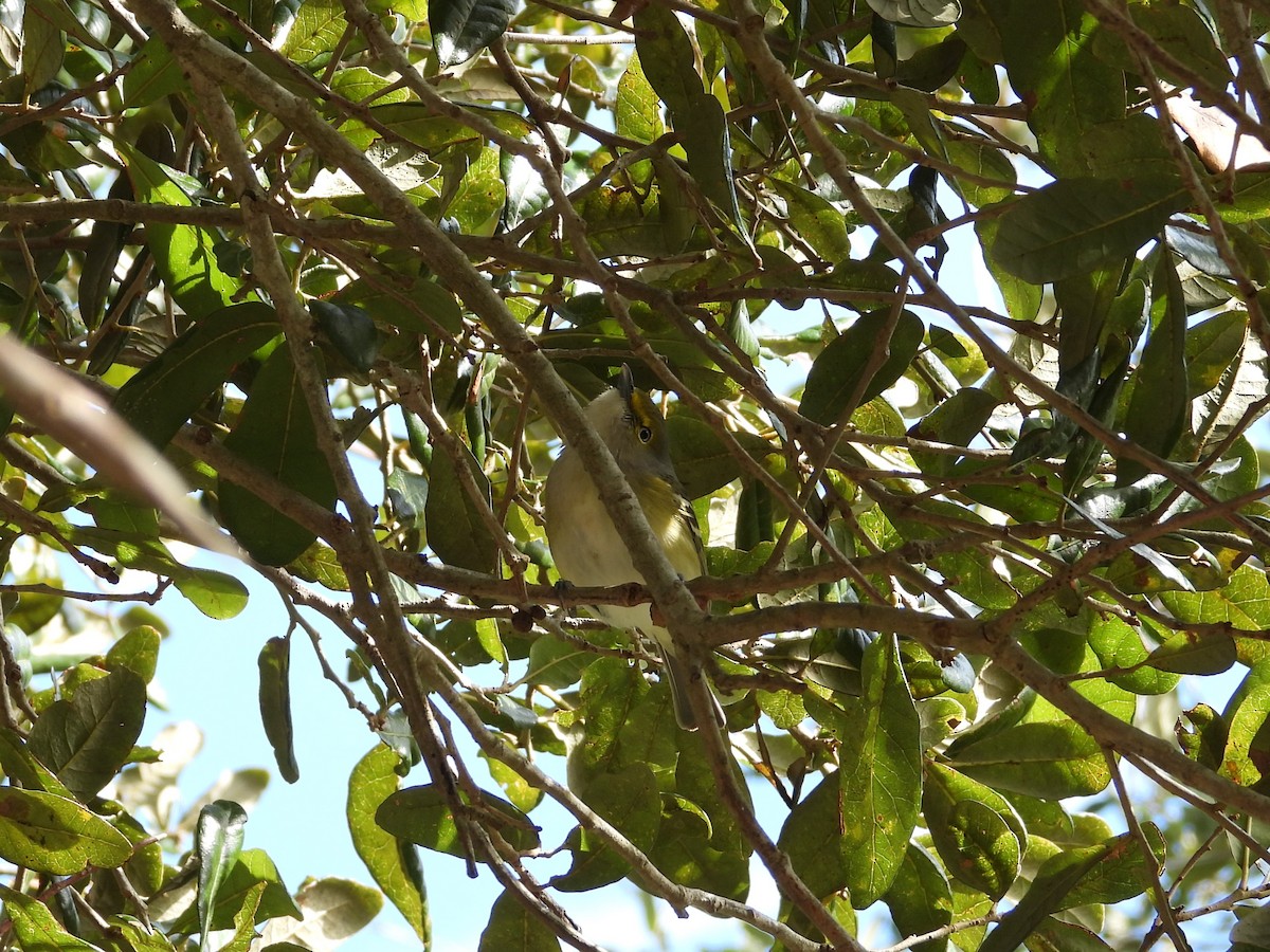 Vireo Ojiblanco - ML613805756