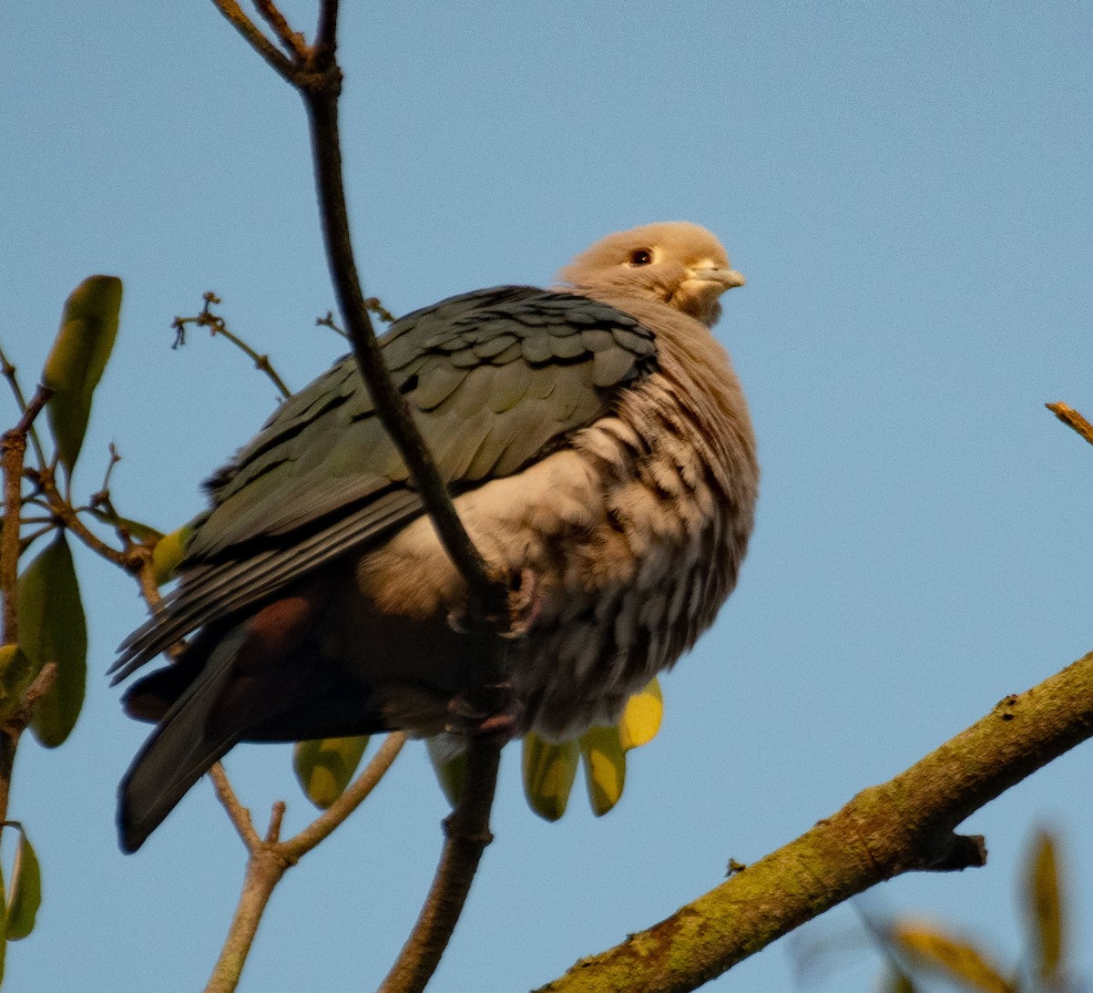 Asian Emerald Dove - Alok Jaimal