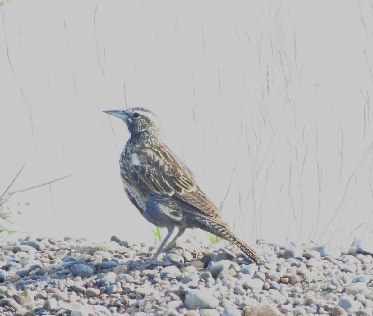 Long-tailed Meadowlark - ML613805793