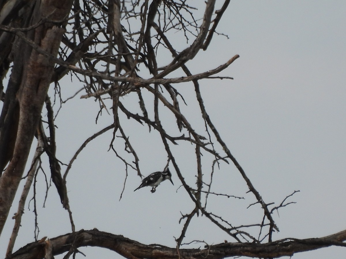 Pied Kingfisher - ML613805833