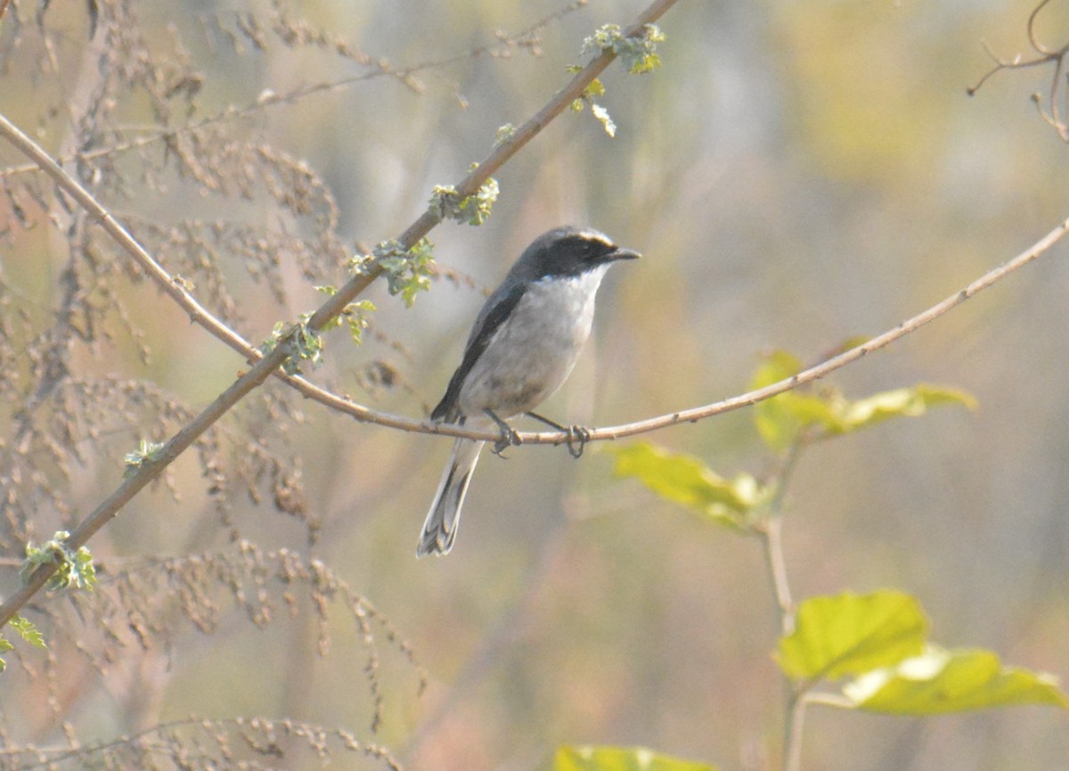 Gray Bushchat - ML613805844