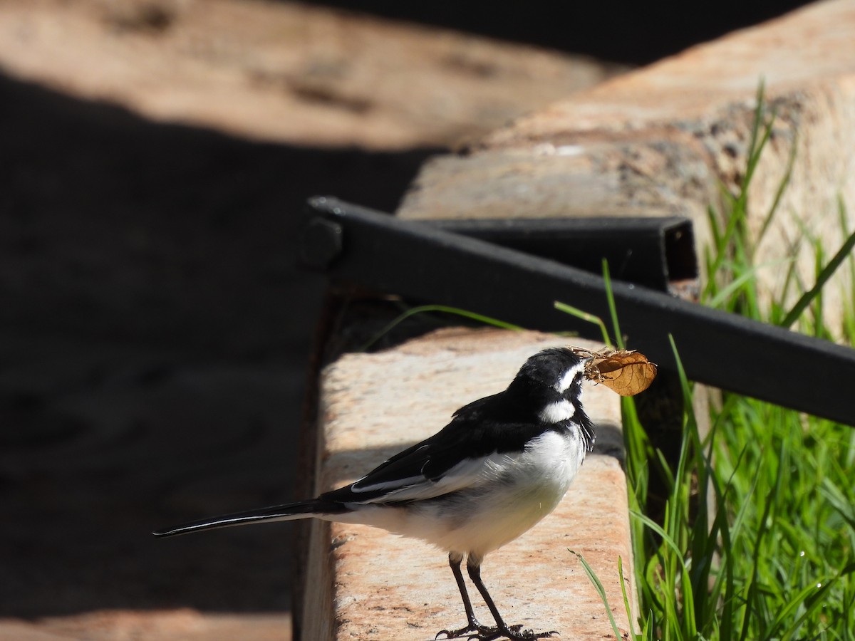 African Pied Wagtail - ML613805854