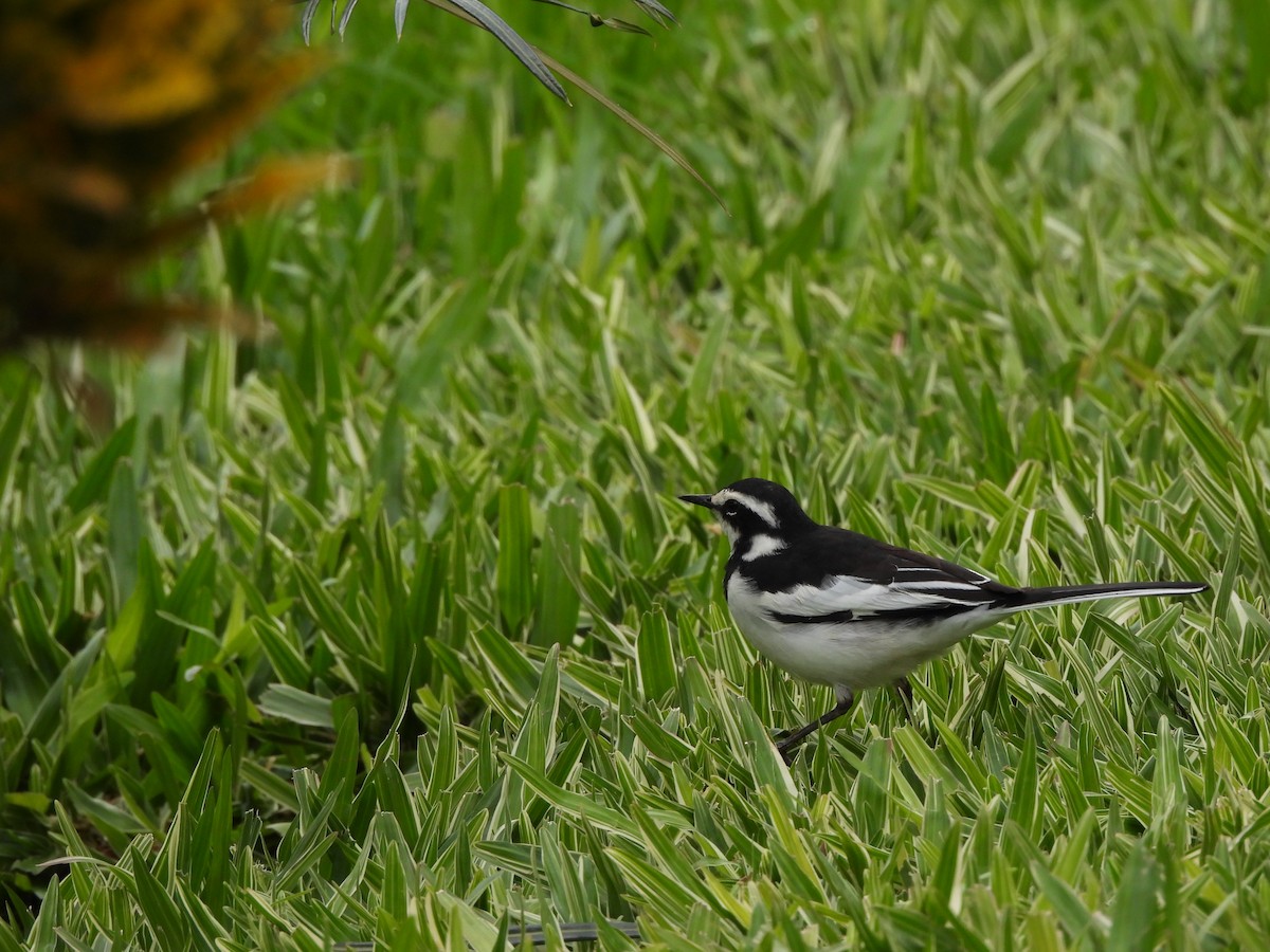African Pied Wagtail - ML613805865