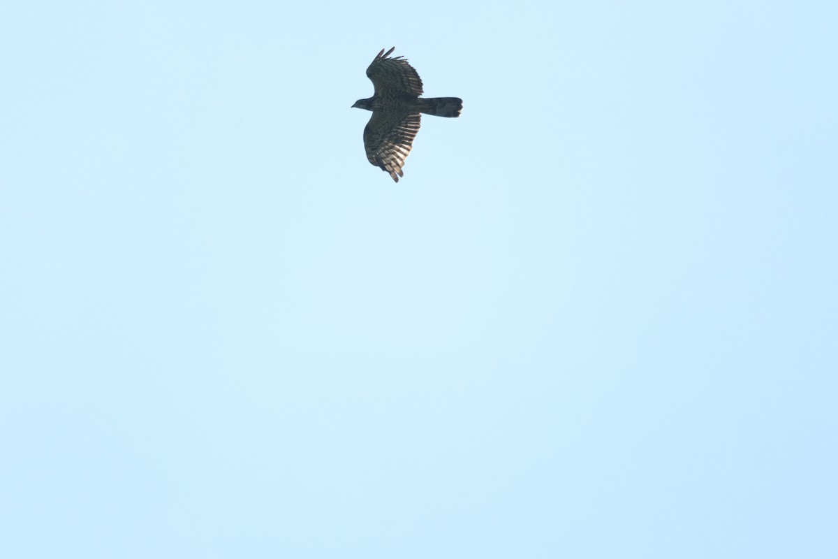 Oriental Honey-buzzard - ML613805885