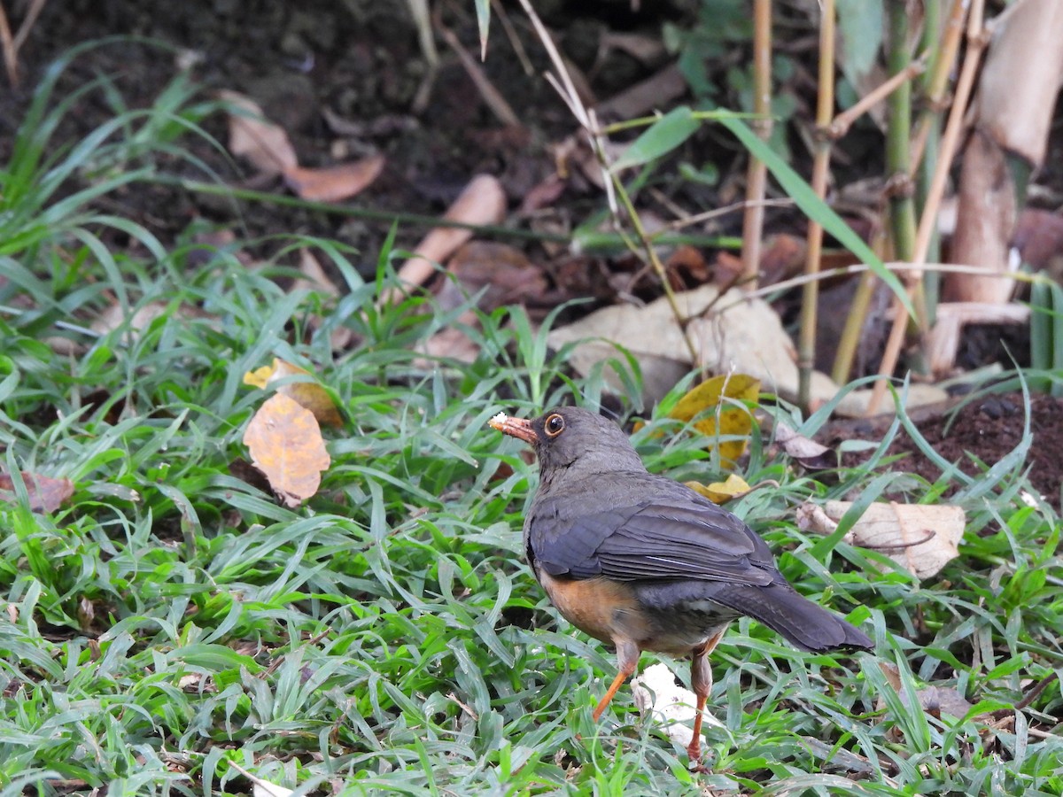 Abyssinian Thrush - ML613805900
