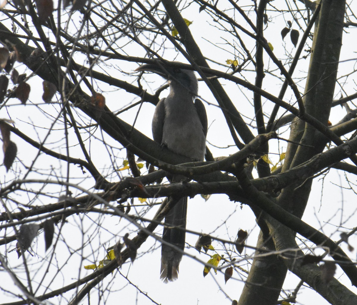 Indian Gray Hornbill - ML613805936
