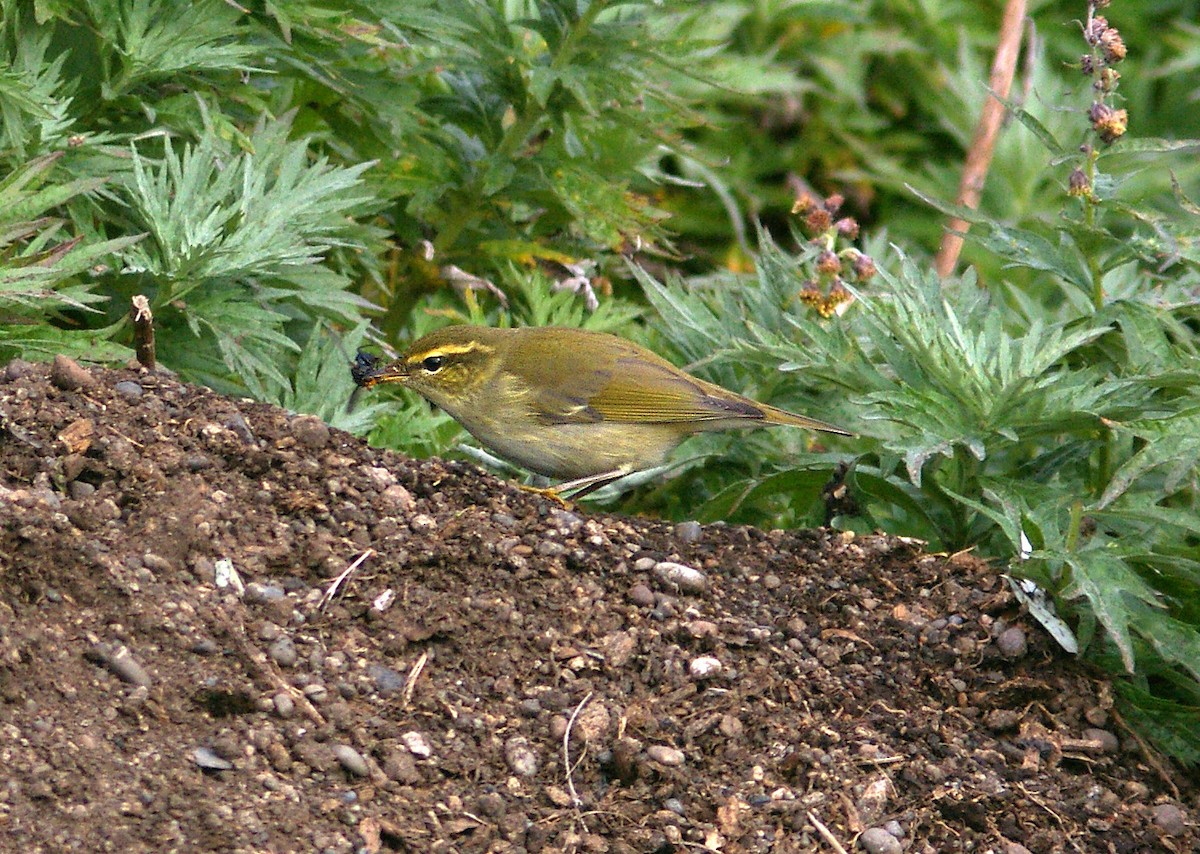 Arctic Warbler - ML613805942