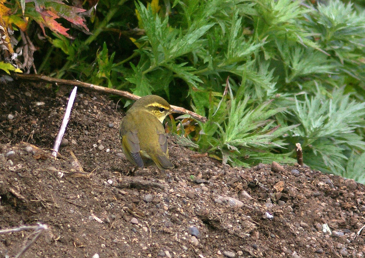 Arctic Warbler - ML613805944