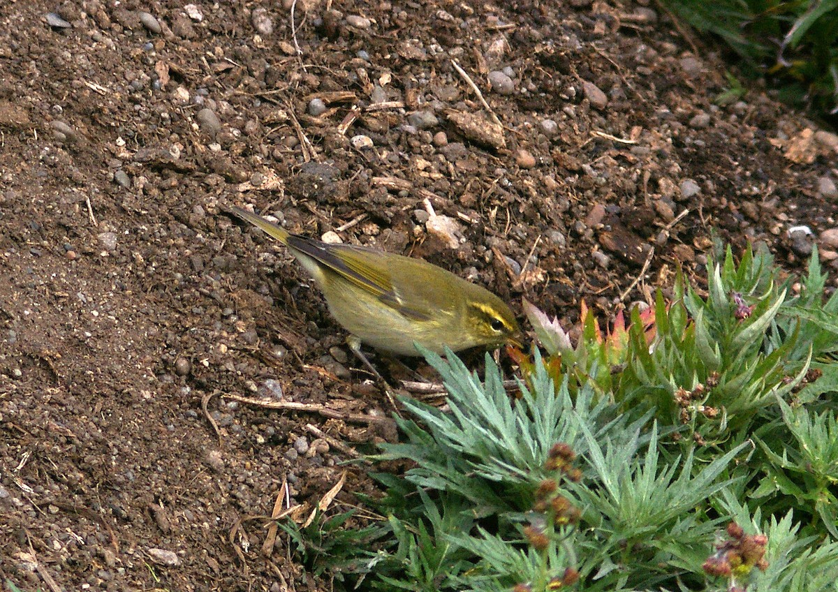 Arctic Warbler - ML613805945