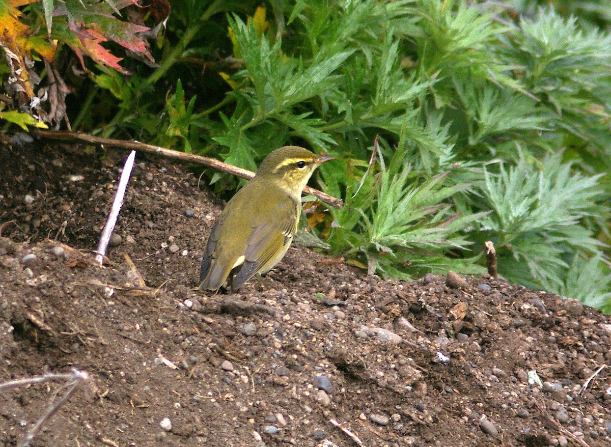 Arctic Warbler - ML613805947