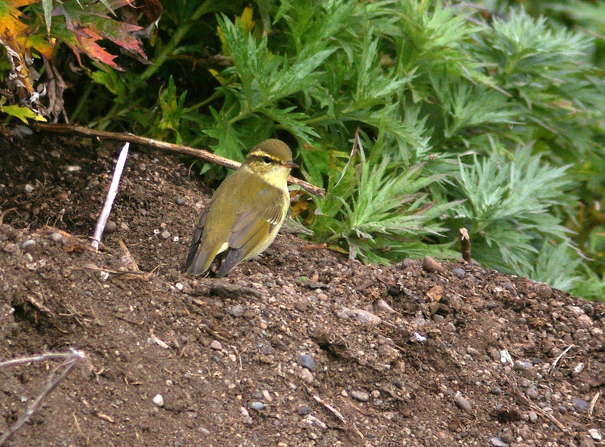 Arctic Warbler - ML613805949