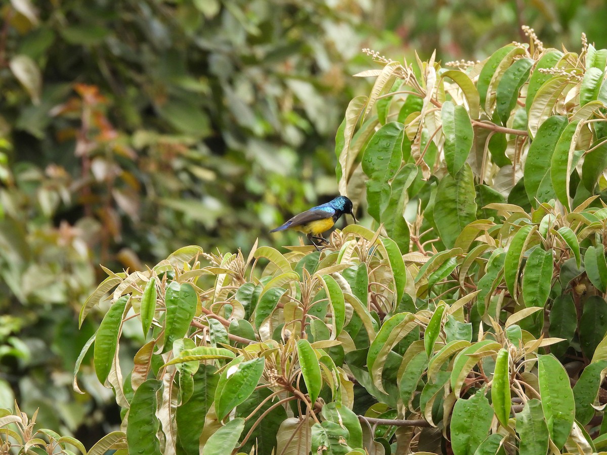 Variable Sunbird - ML613805968