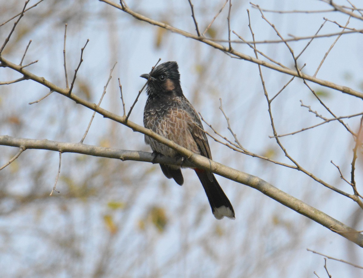 Red-vented Bulbul - ML613805969