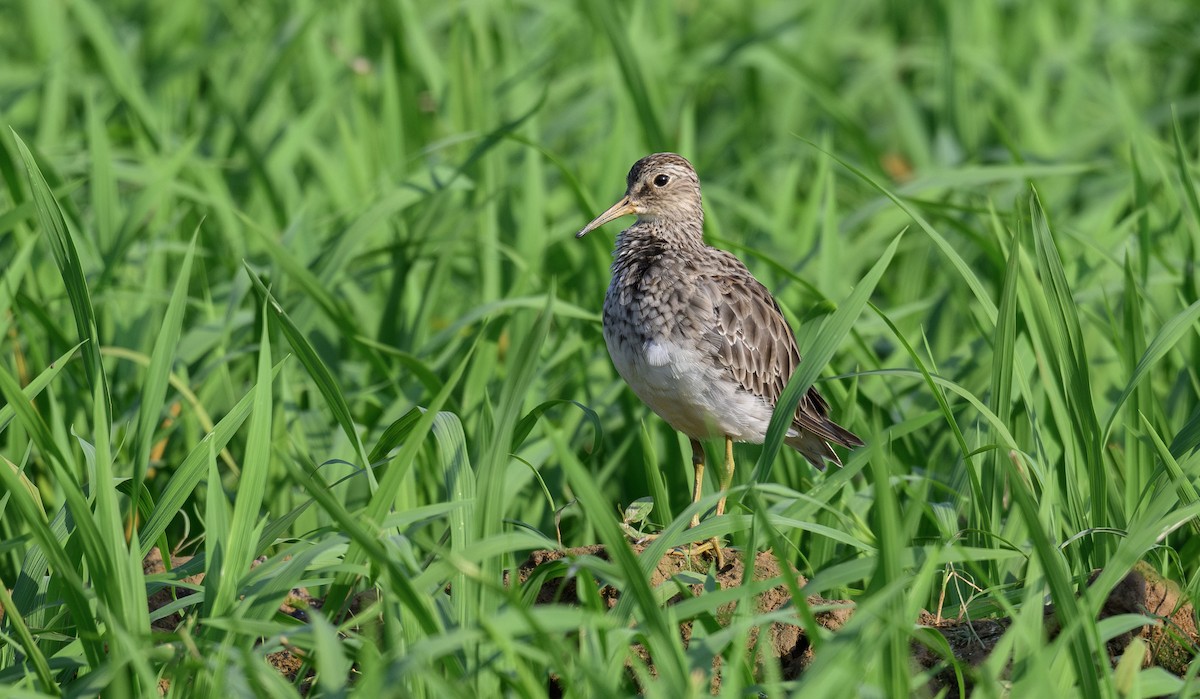 Pectoral Sandpiper - ML613805980