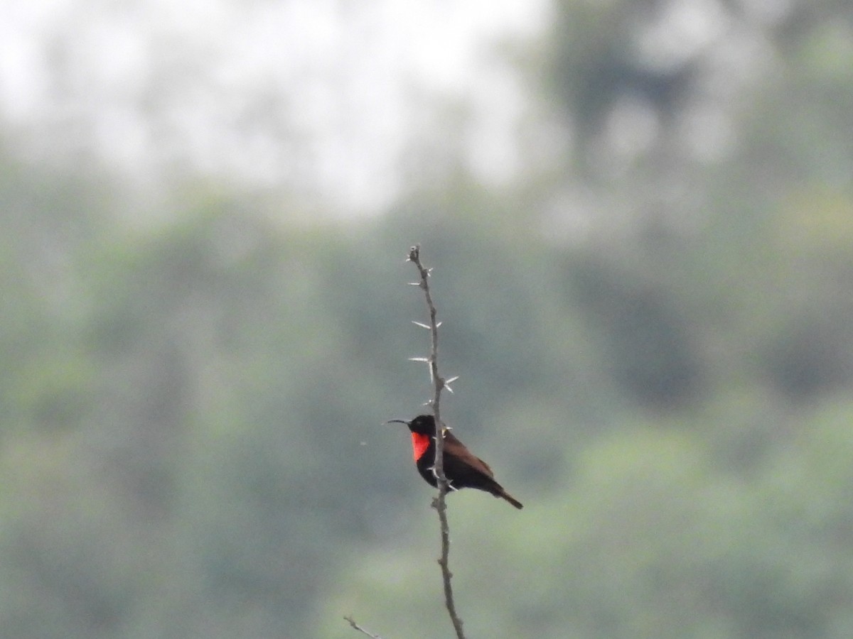 Scarlet-chested Sunbird - ML613806001