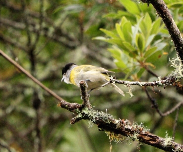 Green-backed Becard (Green-backed) - ML613806004