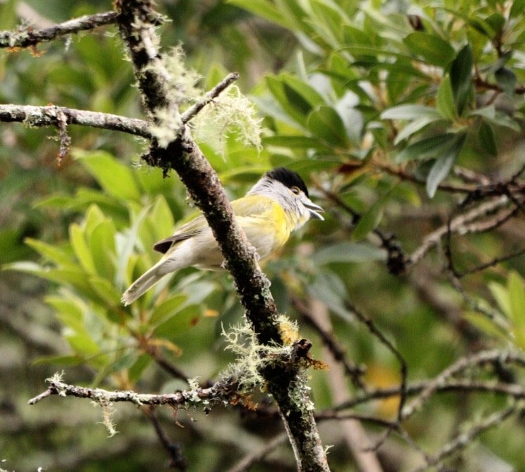 Green-backed Becard (Green-backed) - ML613806005