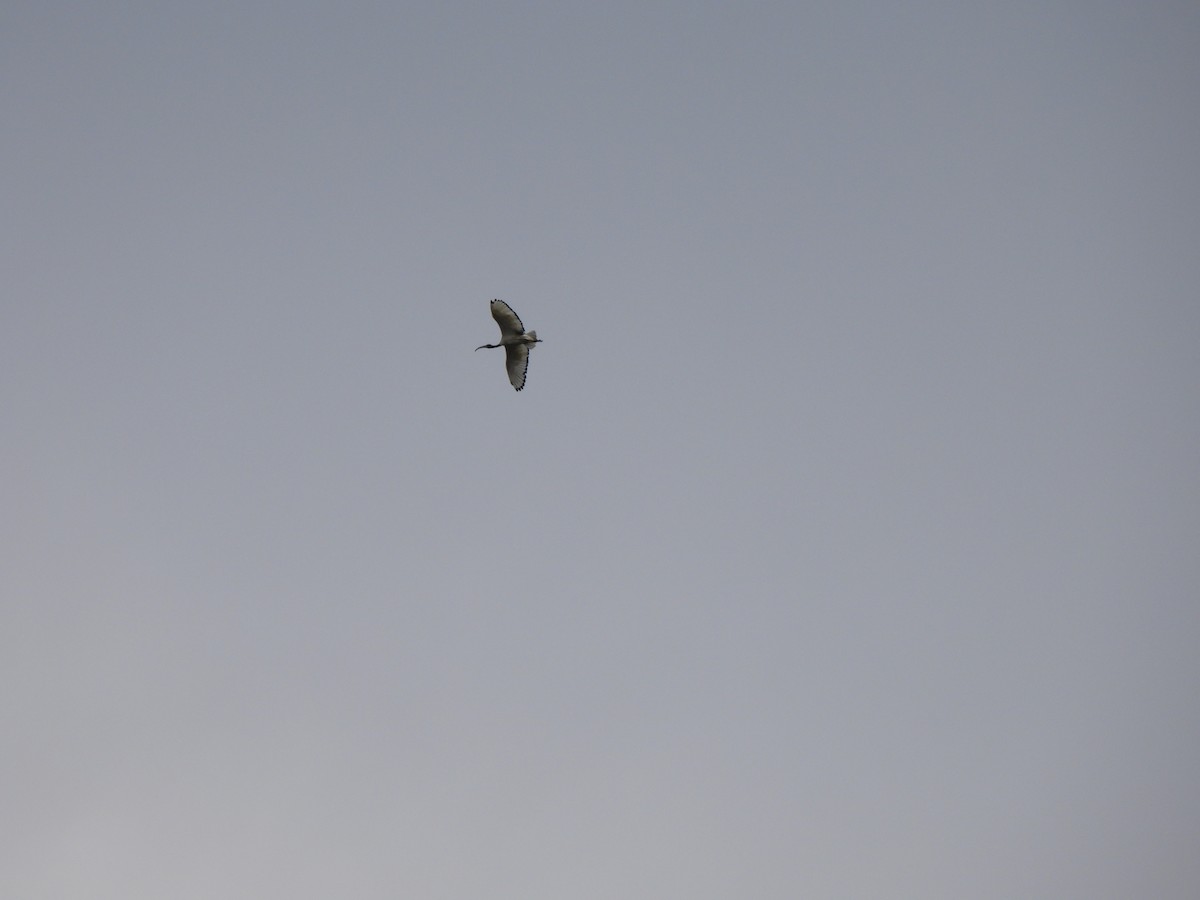 African Sacred Ibis - ML613806037