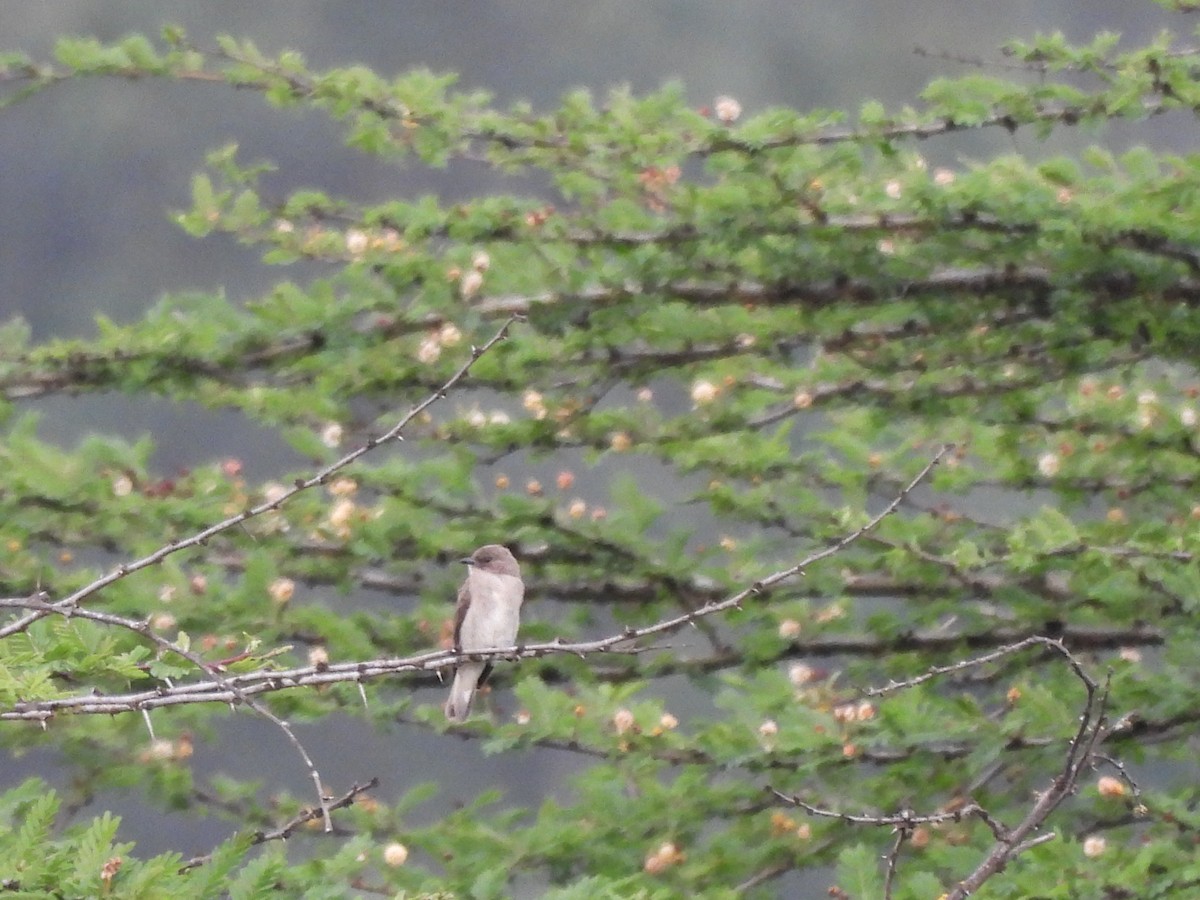 African Dusky Flycatcher - ML613806102