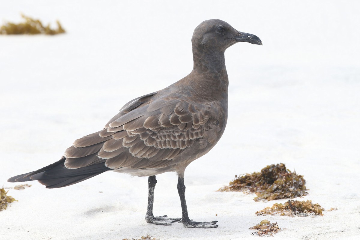 Mouette obscure - ML613806139