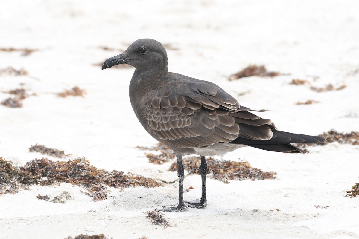 Mouette obscure - ML613806141