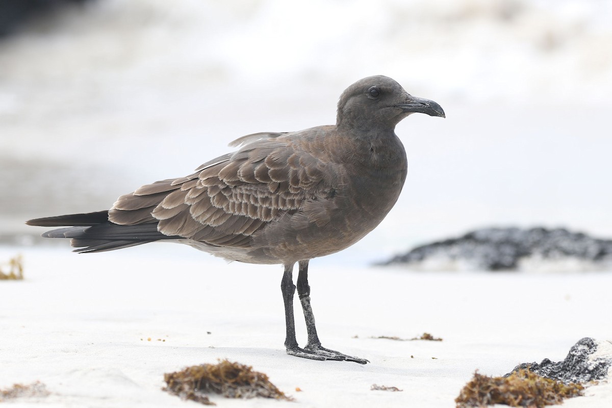 Mouette obscure - ML613806142