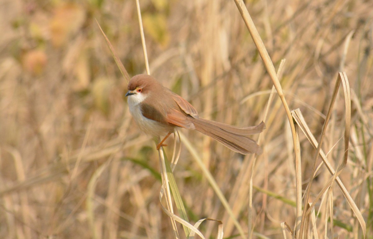 Yellow-eyed Babbler - ML613806182