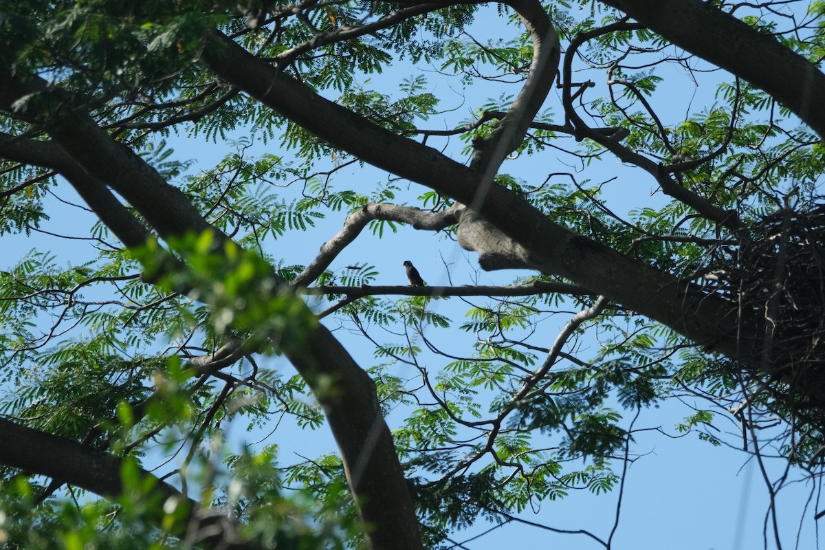 Black-thighed Falconet - Tony Wong