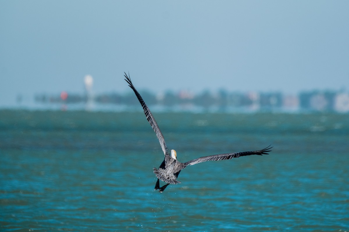 Brown Pelican - ML613806337