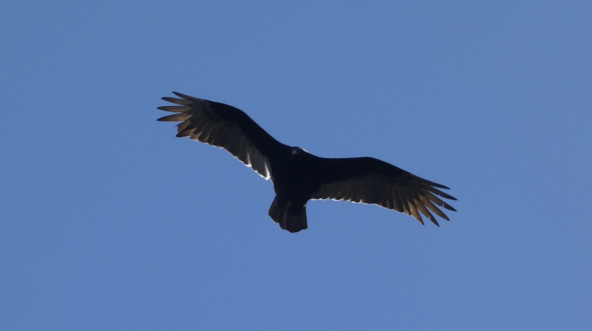 Turkey Vulture - ML613806389