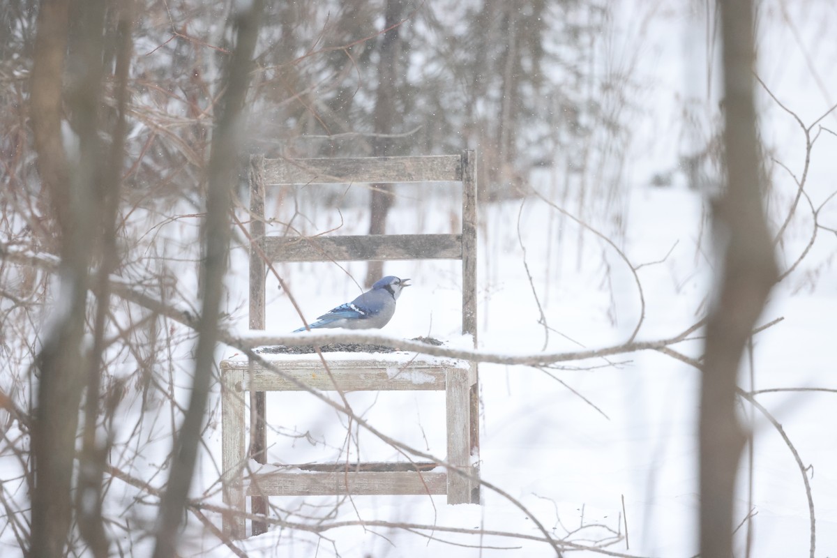 Blue Jay - Marie Provost