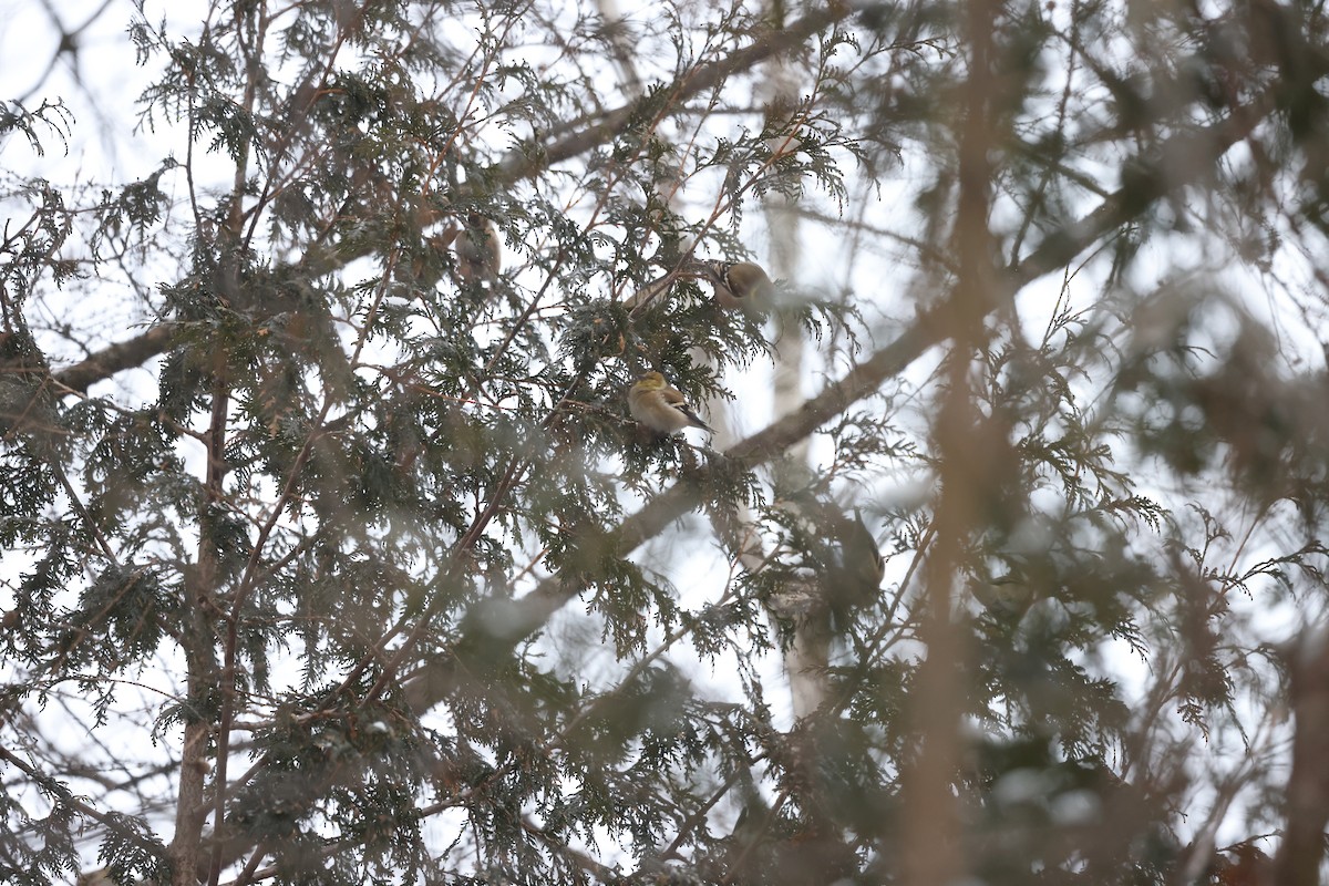 American Goldfinch - Marie Provost