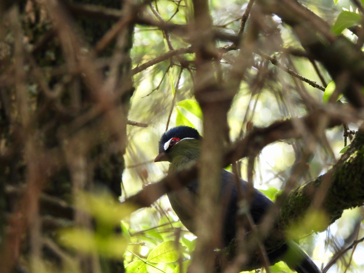 Hartlaub's Turaco - ML613806506