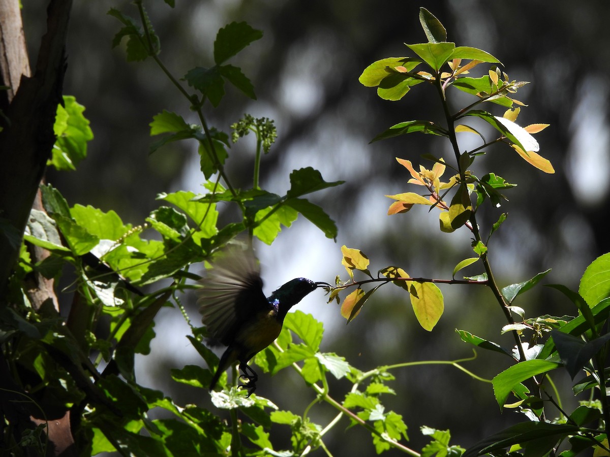 Variable Sunbird - ML613806516