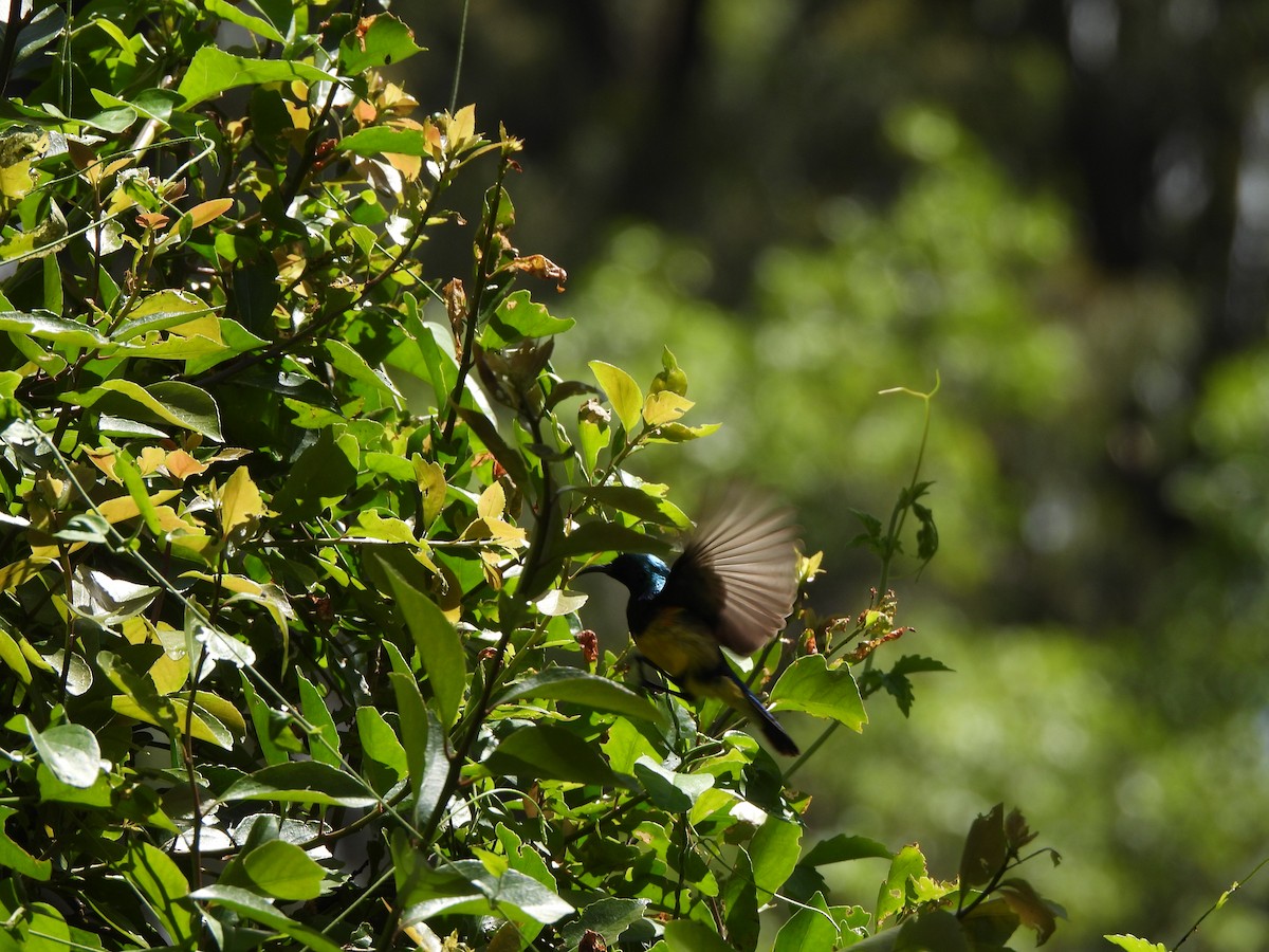 Variable Sunbird - ML613806521